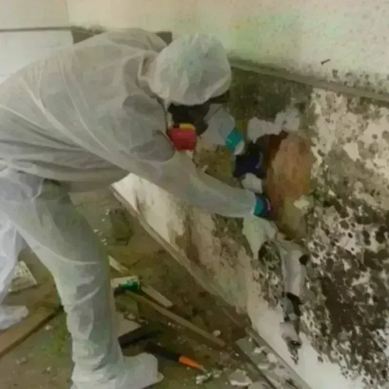 Mold Remediation and Removal in East Rancho Dominguez, CA